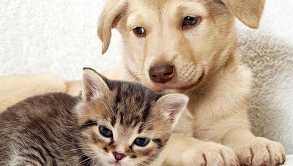 How to import pet animals in to Abu Dhabi (AUH), UAE ...